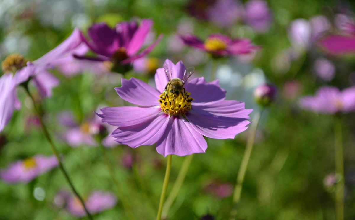 Abeille et fleurs © Howserg