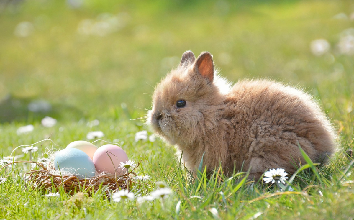 Lapin de Pâques