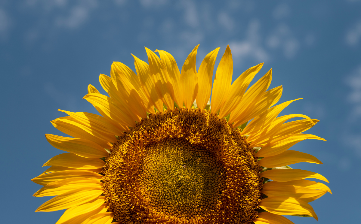 Famileo - Beau tournesol nature morte à lextérieur © Freepik