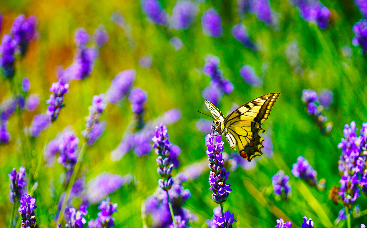 Famileo - Papillon © Marian Florinel Condruz