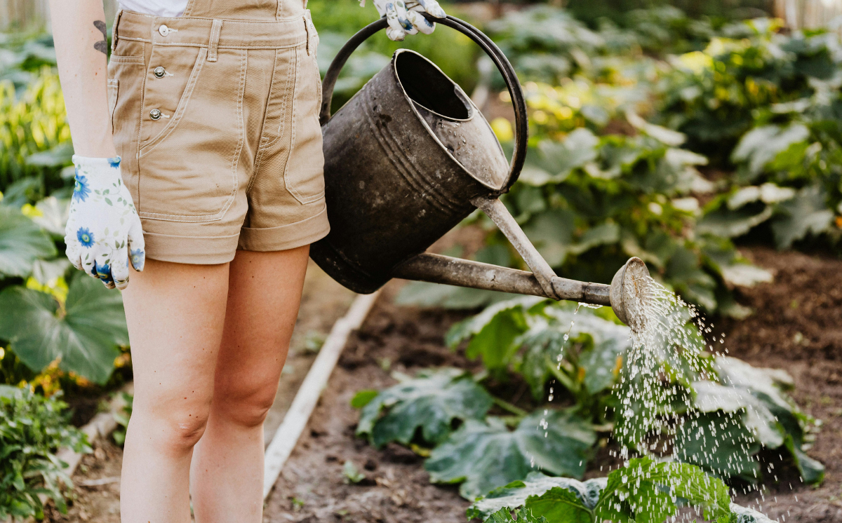 Famileo - Potager © Kaboompics.com