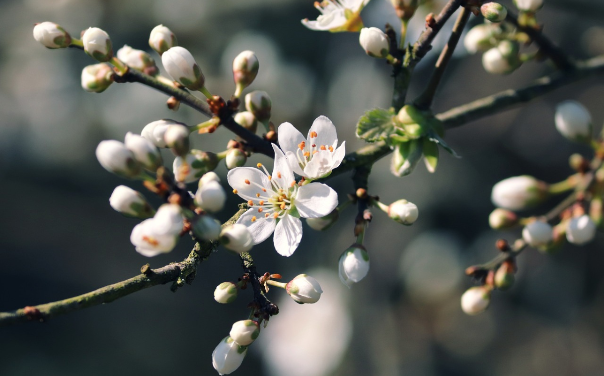 Prunelier en fleurs