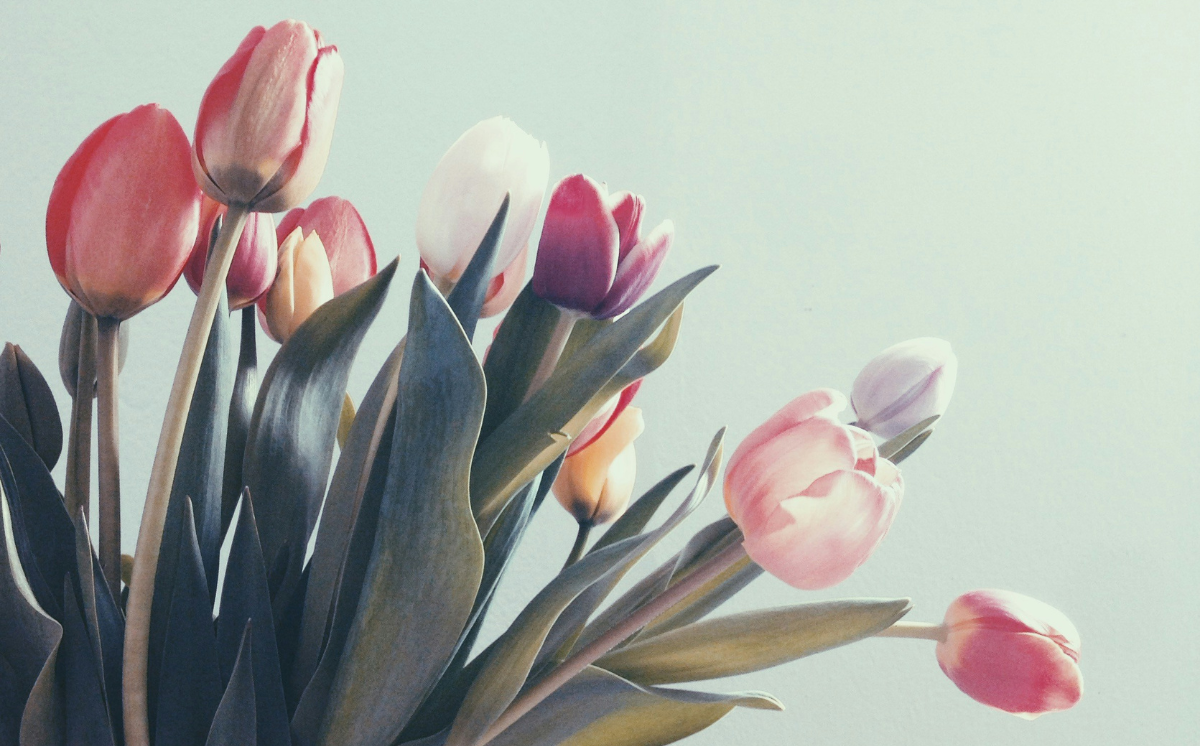 Tulipes © Lisa Verena Pape